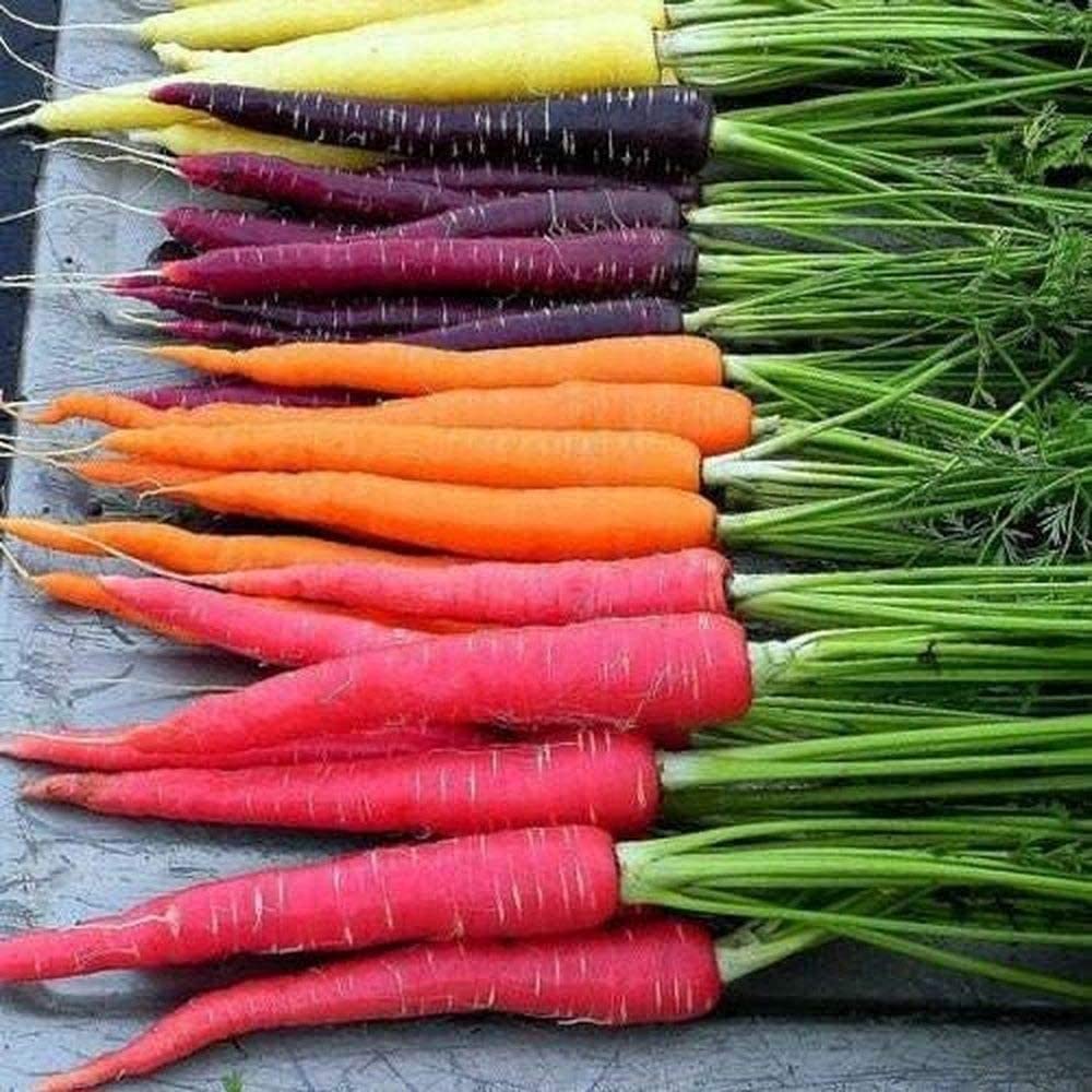 Carrot Paris Market seeds producing small, round, sweet orange carrots ideal for container gardening and gourmet dishes